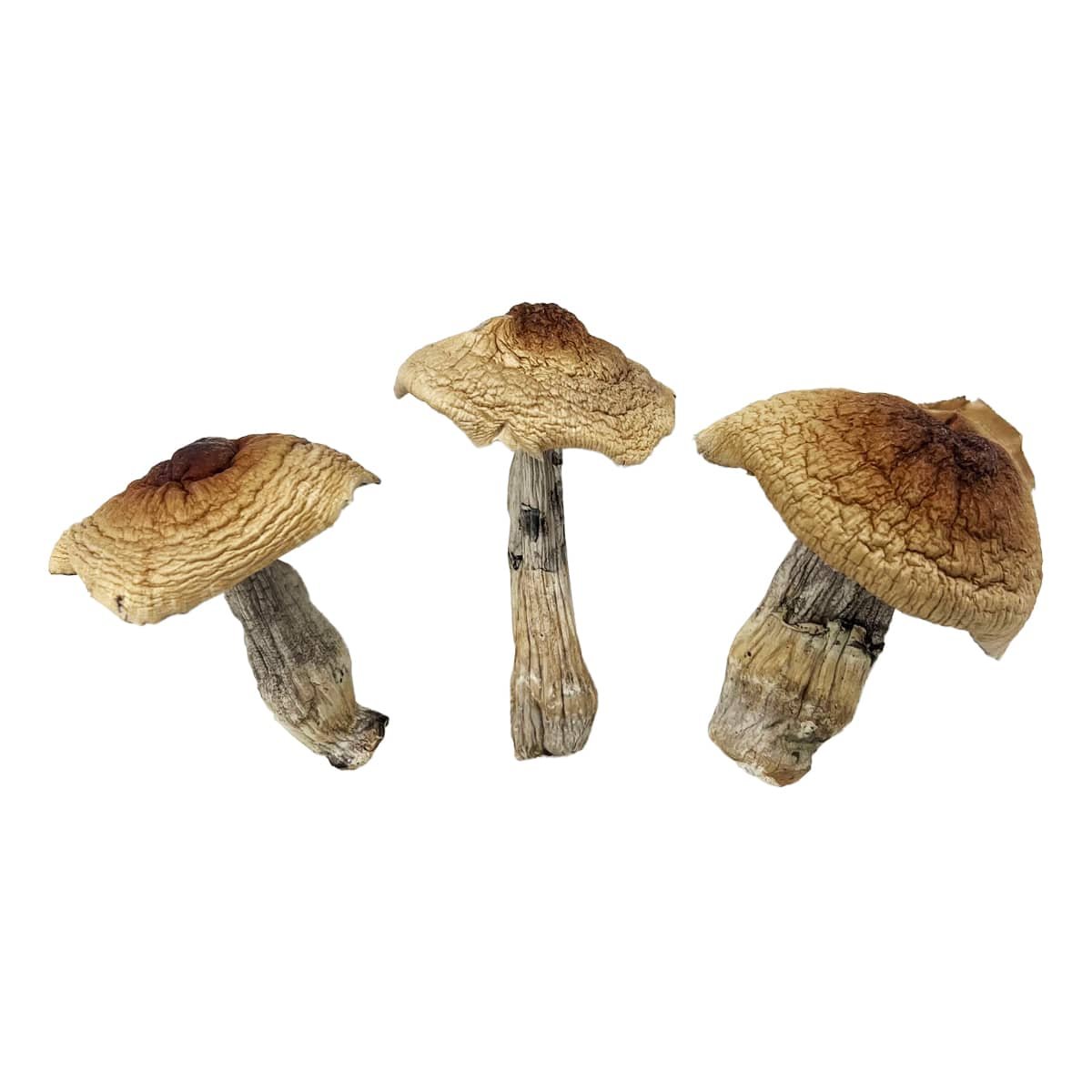 HillBillies Raw Mushrooms – Premium Whole Mushrooms