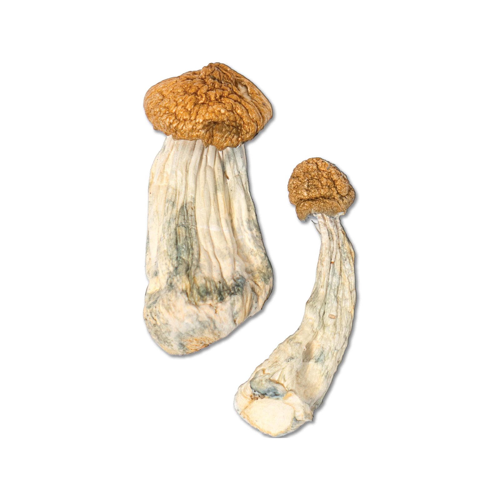 Penis Envy Raw Mushrooms – Premium Whole Mushrooms