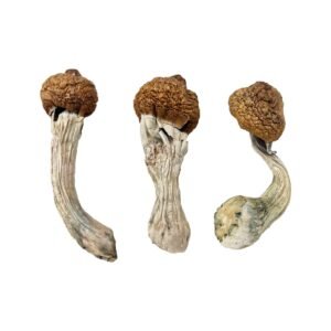 Amazonian Raw Mushrooms
