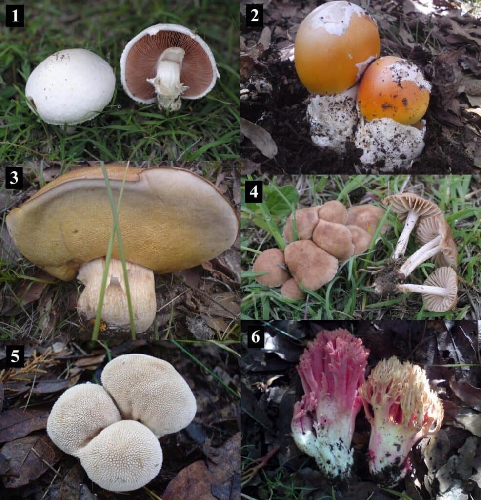 Scientific Research and Expert Insights