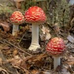 Amanita muscaria gummies effects