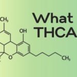 what is THCA